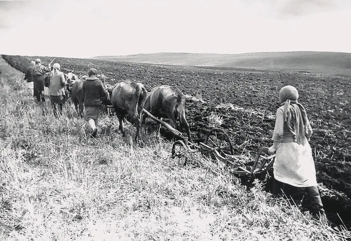 Сельское хозяйство Челябинска в годы войны